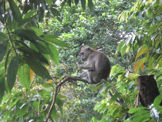 Wir hatten auch gleich Besuch von einer Affenfamilie und haben daher unsere Sachen von der Terrasse lieber wieder ins Zimmer geraeumt.