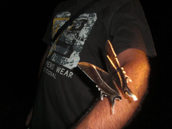 dieser riesengrosse Schmetterling hat besondere Zuneigung zu Marcus empfunden - vermutlich ein Weibchen 