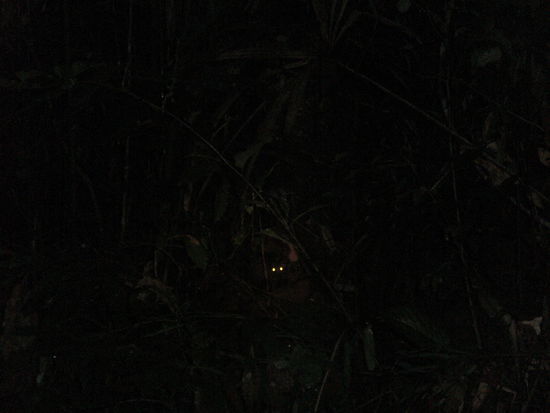 hier war sogar Pon aufgeregt als er dieses Augenpaar entdeckte, er hat uns mehrfach den Thainamen dieses Tieres erklaert, aber leider kannte niemand die Uebersetzung... Von seiner Beschreibung gehen wir davon aus das es irgendwas zwischen Beuteltier und kleiner Raubkatze war.