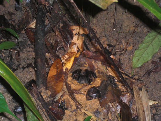 kleines Suchbild... In der Mitte sind ein paar der schwarzen Beine zu erkennen - hochgiftige Spinne.