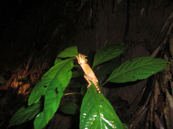 Chamaeleon das an seiner Farbanpassung noch arbeiten muss...