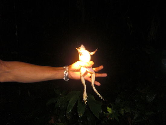 diese grosse Unke hat unser Hobbyjaeger Pon fuer uns gefangen