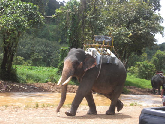 unser Elefant auf dem Weg zum Einsatz...