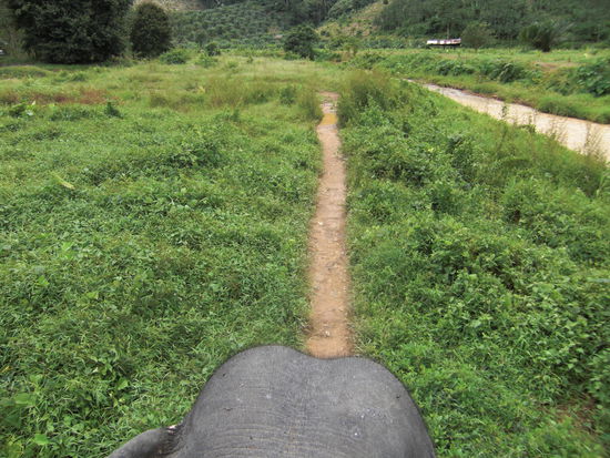 mehr Platz als diese schmale Spur braucht der Riese nicht um sich fortzubewegen...