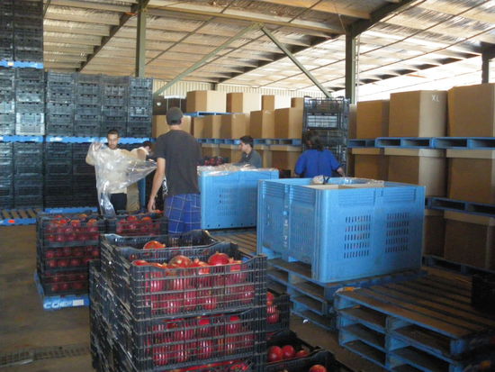 Pom's von schwarz nach blau