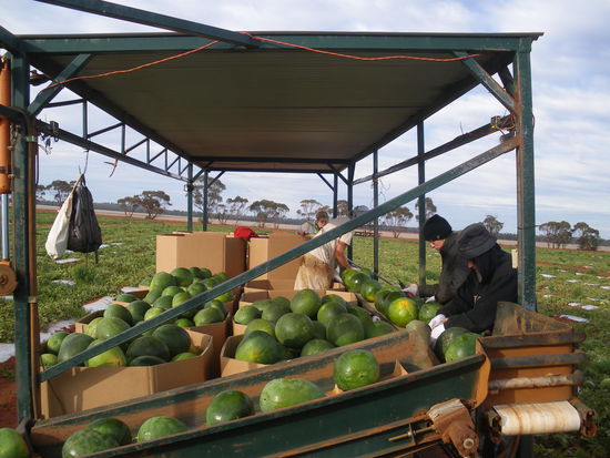 Dort der zweite auf der linken Seite, das bin ich beim Melonen polieren