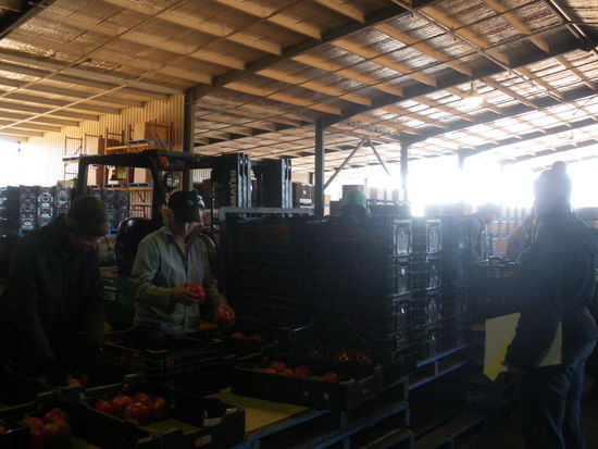 Bine auf der linken Seite beim packen von Pomegrants.