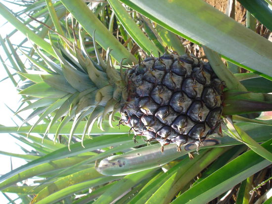 Pineappel mal in der freien Natur.
