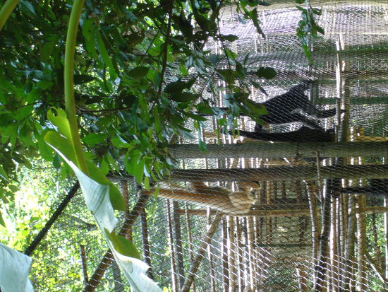 Im Endangered Primate Rescue Center des Cuc Phuon Nationalparks