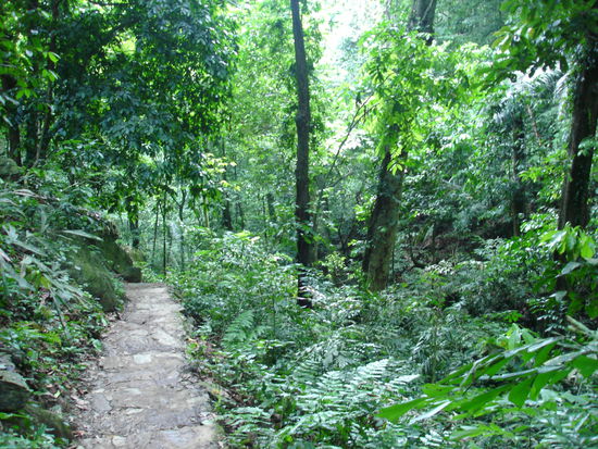 Binchen allein im Dschungel.
