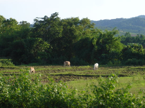 Impressionen auf dem Weg nach CHiang Khong