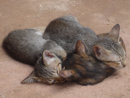 Die haette ich alle einpacken koennen.