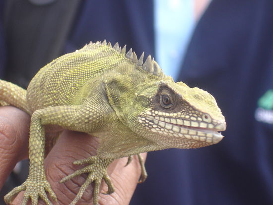 Mein Name ist T-Rex und wer bist Du?