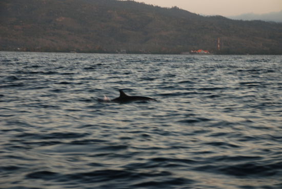 Mein erster Delphin seit langem. Ich hab geweint vor Glueck