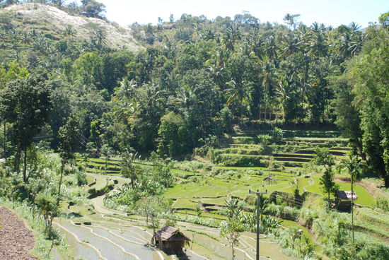 Die ersten Reisterrassen.