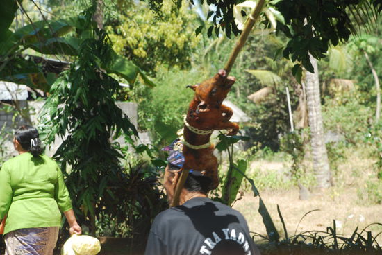 Ich durfte etwas sehr seltenes beobachten: die Cremation Ceremony auf Bali