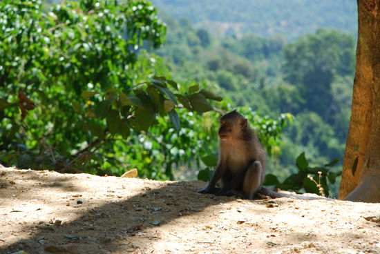 Monkey Forrest mit Sicherheitsabstand.