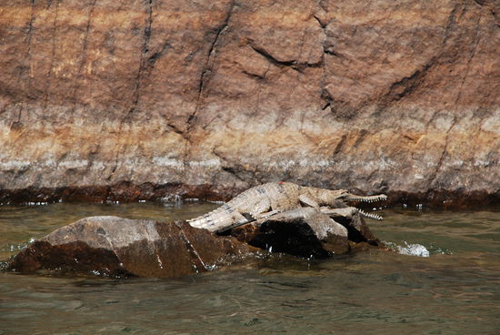 Und da sind sie ja auch schon. Aber keine Angst, die sind lieb...