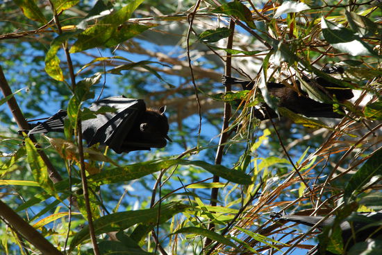 Batmaaaaaaaaaaaaaaaaaaan