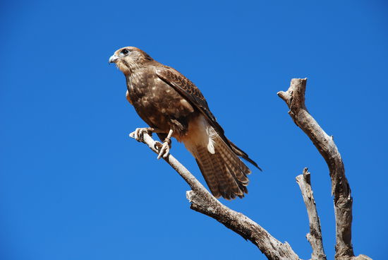 Ja er war so nah. Einen sooooo guten Zoom hab ich dann doch nicht.