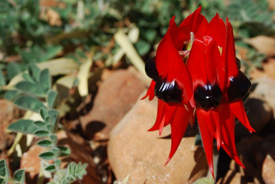 Offiziel meine neue Lieblingspflanze. Gibts nur leider nirgends zu kaufen.