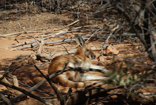 Meine ersten Kangaroooooooooooos