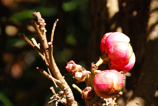 Im Botanical Garden von Cairns - der Fruehling ist im Anmarsch