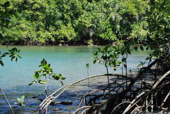 Auf einem unserer Boardwalks mitten in den Mangroven