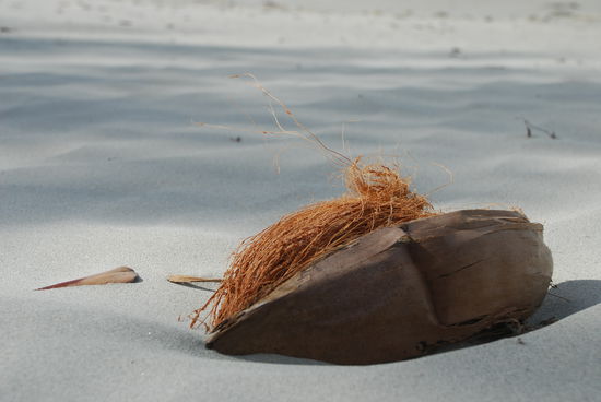 Wer hat die Kokosnuss?