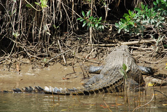 Aus sicherer Entfernung und sicherem Boot haben wir sie dann doch noch beobachten koennen.