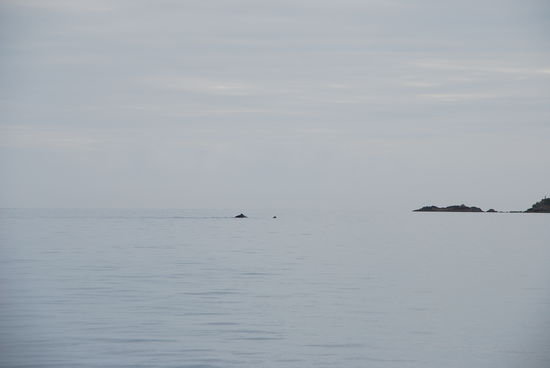 Mein erster Wal -  mein quietschen war mit dem bei den Delphinen vergleichbar