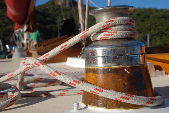 Bienchen auf Fotosafari...