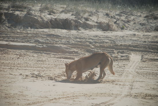 Unser erster und einziger Dingo... und auf Fraser Island soll es von denen nur so wimmeln