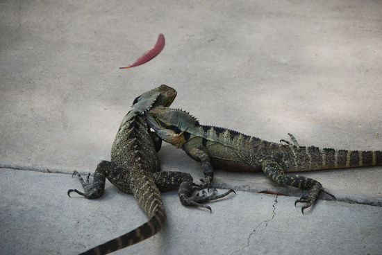 Eines meiner Highlights waren diese kleinen Kerlchen