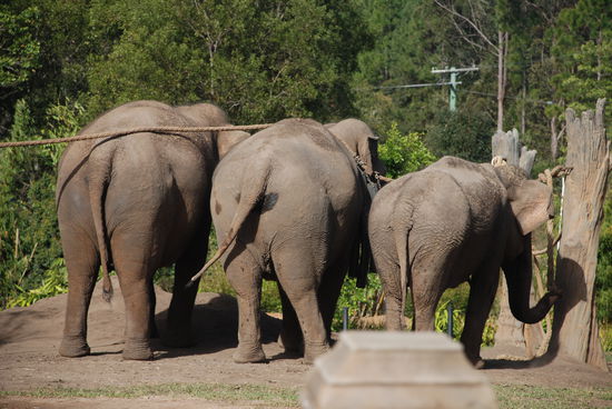 Wer hat den schoensten A...