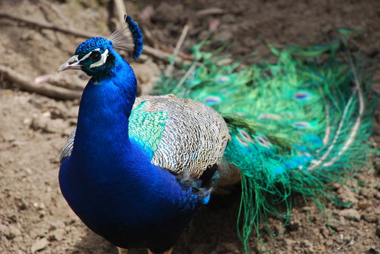 Keiner hat bessere Farben als unsere liebe Natur