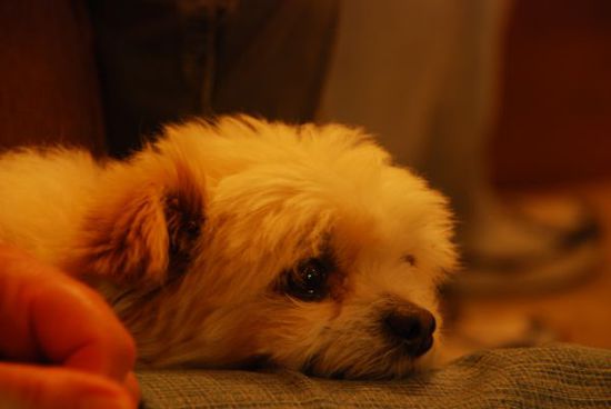 Skipper