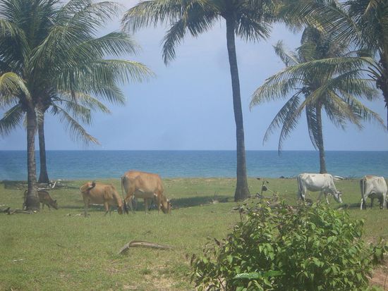 Kuehe weiden hier, direkt am Strand