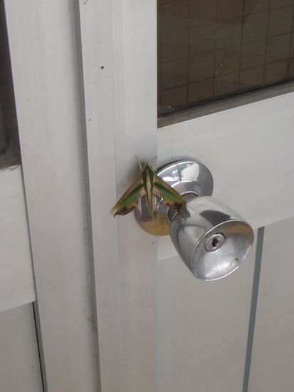 der war sicher 12 cm lang -woehh-