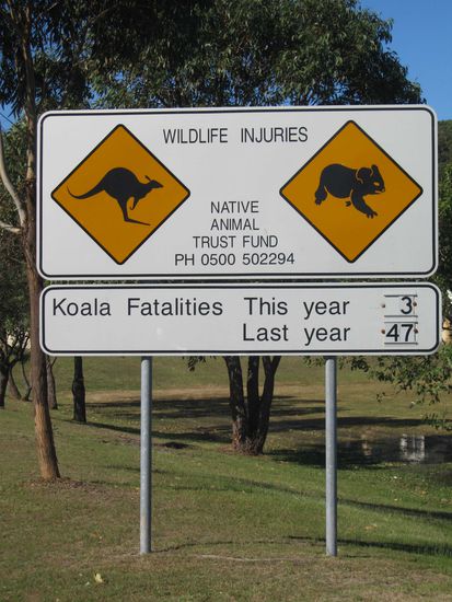 Koala-Warnung