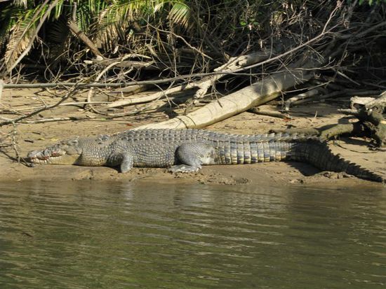Kroko in freier Wildbahn