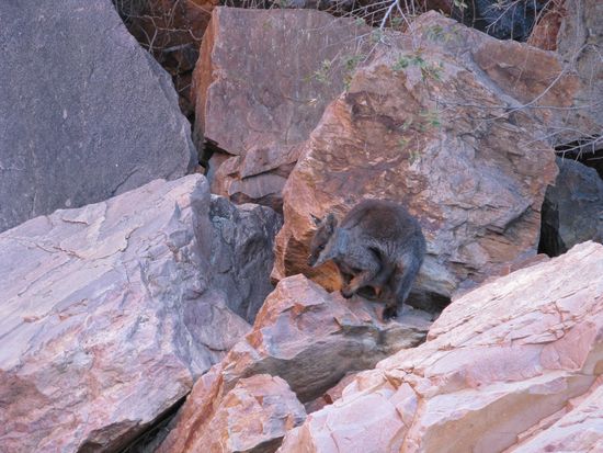Felsenwallaby