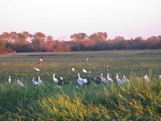 YellowWater Billabong (Vogel mit roten Beinen -&gt; Jabiru)