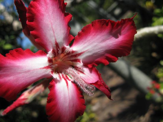 Abschieds-Dankes-Blume (Botanischer Garten Darwin)
