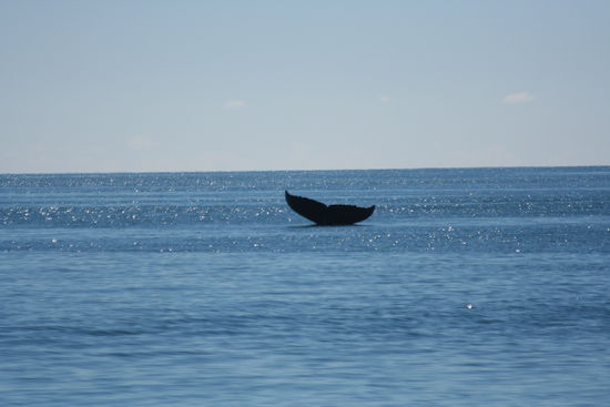 Da wär ez ebe so an Wal, gäb no öpe ä Kottlett 