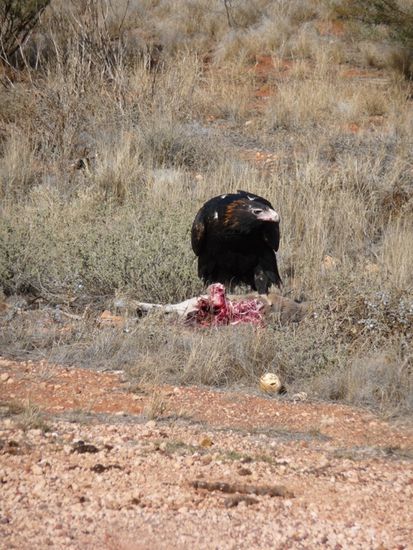Weiss der Geier oder weiss er nicht, scheiss egal er isst dich nicht....