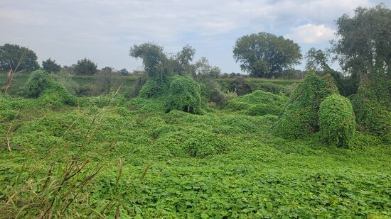 Wie ein Teppich zog sich diese Pflanze die über andere Pflanzen klettert (Name: Chayote?) kilometerweit neben dem Radweg.