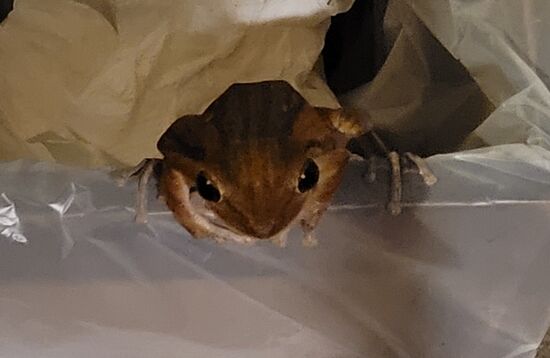 Der kleine Frosch fühlte sich in unserem luftigen Bad sehr wohl und verfolgte interssiert unseren Toilettenbesuch.