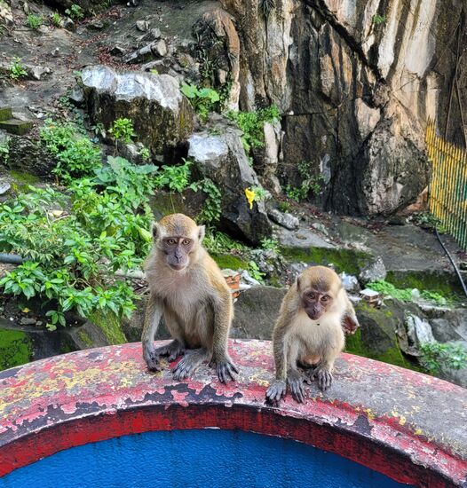 Javaneraffen belagern die gesamte Tempelanlage