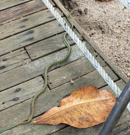 die erste Bekanntschaft - Paradies Flying Tree Snake lt. Bademeister,
Schmuckbaumnatter lt. Sandra bzw. Google - ihr Gift ist für Menschen nicht gefährlich (Bingo, Sandra! beide Namen stimmen!)